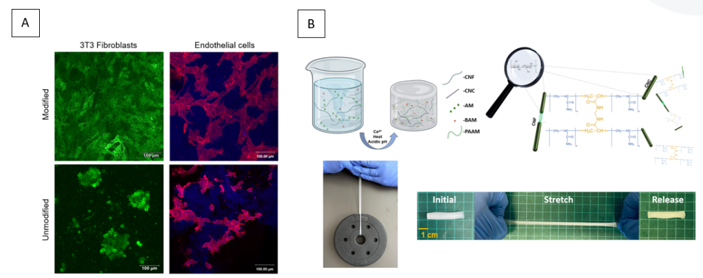 Biocompatible Nano-Cellulose Hydrogel Biopolymer - Yissum